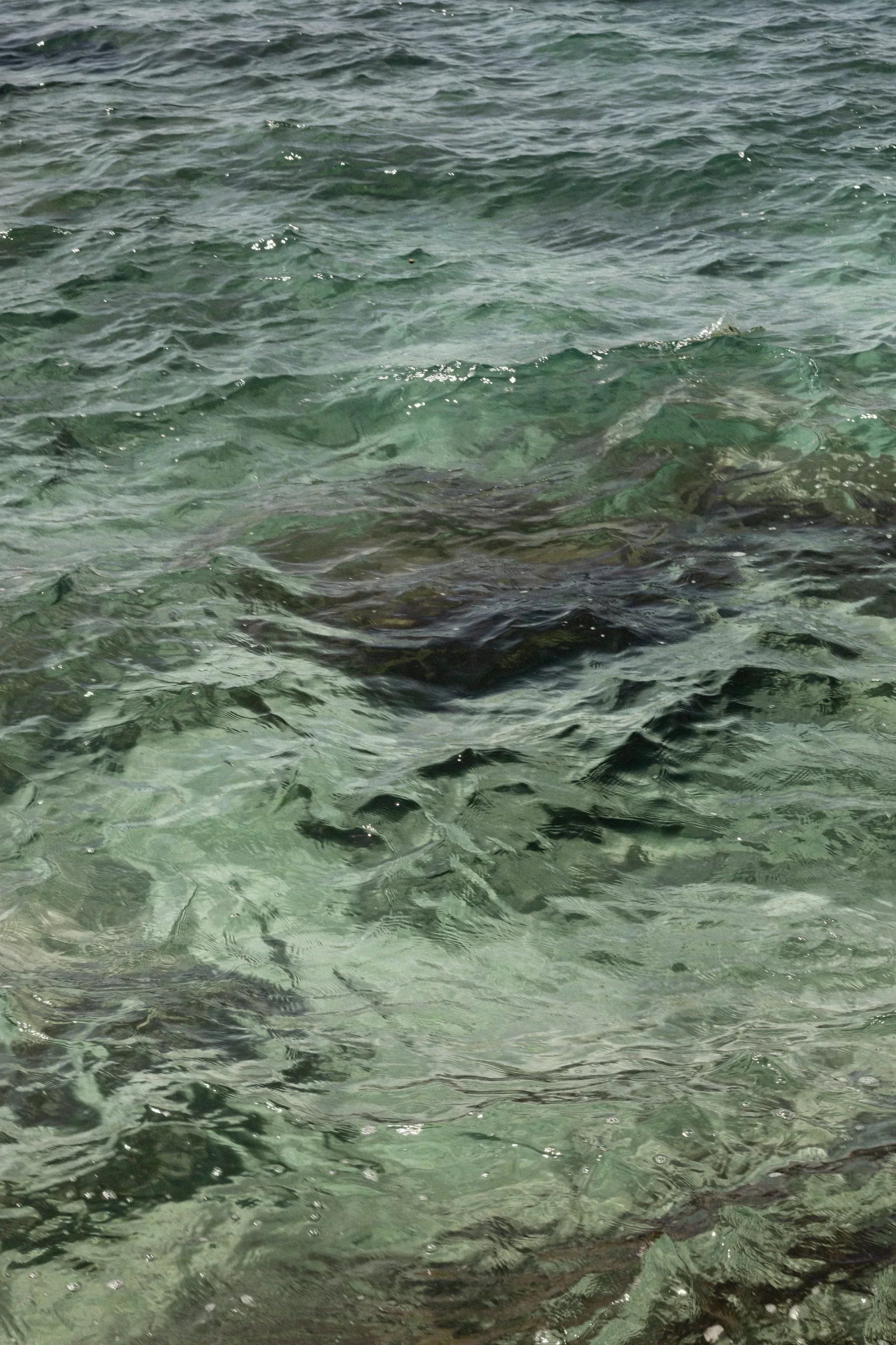 Esqualano vegetal: o hidratante sustentável que substitui o esqualeno de tubarão